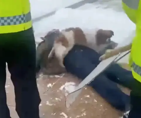 When the master fainted, the dog stood by him, and the police came and drove him away