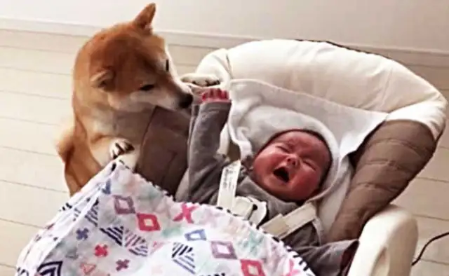 When a woman works, the crying of a dog and a baby comes out of her bedroom, and she's sweaty