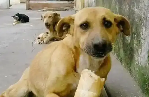 The dog master
