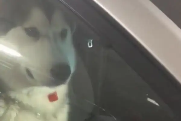 The man finds out he's got a hush-chill in the car, walks in and laughs, man: how to be a real dog