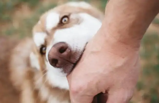 The dog master
