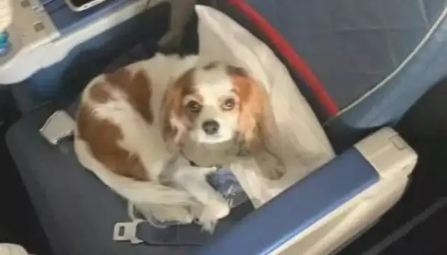 The dog sat in first class at the airport, and asked the passengers to hesitate