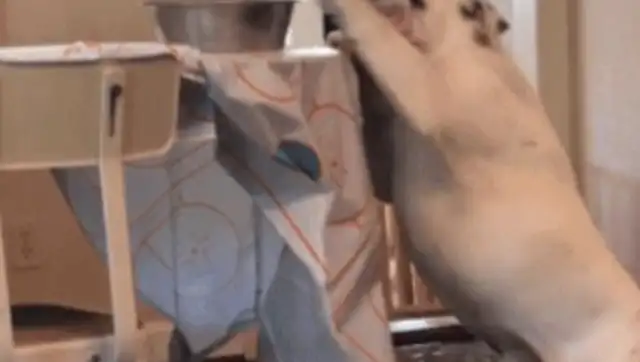 The dog's claw was on the table, and then he grabbed it with his mouth