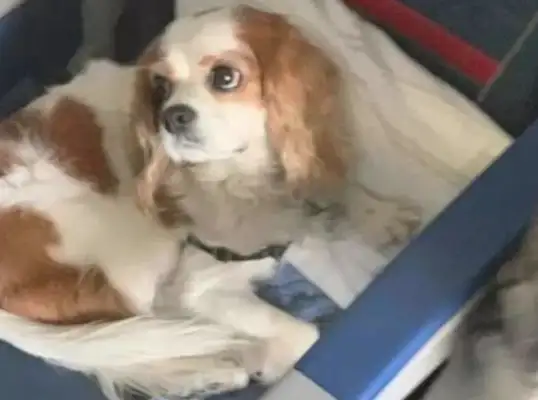 The dog sat in first class at the airport, and asked the passengers to hesitate