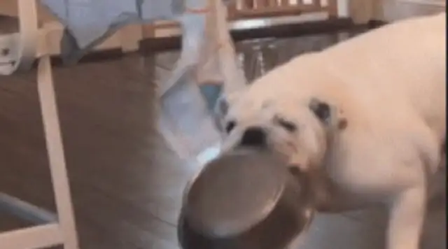 The dog's claw was on the table, and then he grabbed it with his mouth