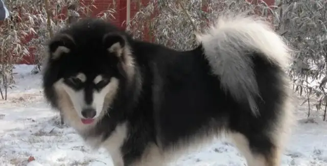 Alaska met the big dog and stood up: Master, stay back and don't bleed