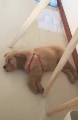 The dog goes to sleep and dances rock and roll, and the master sits down and looks like a dog