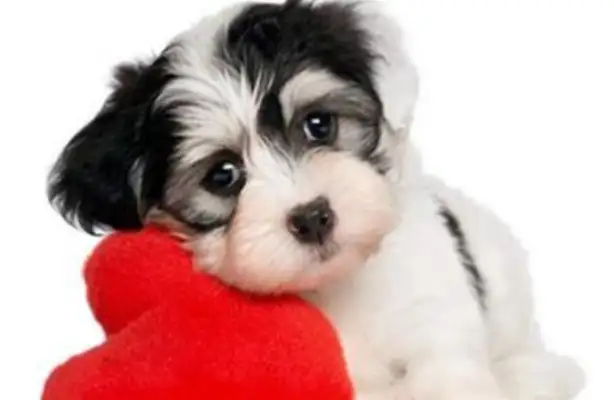 A couple of Korean couples disappeared in the middle of the year. The police opened the door and found only dogs in it