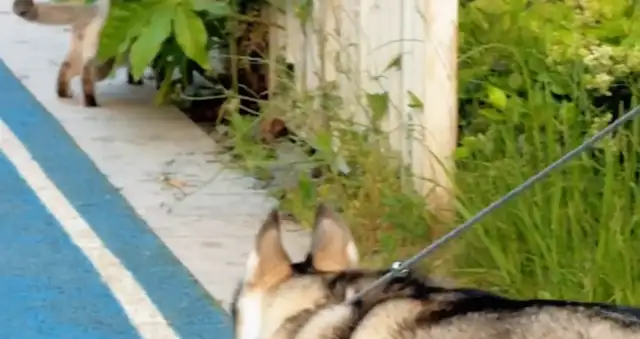 A woman walks around with a dog and meets an arrogant cat. Dog: Let's see Big Mimi