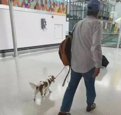 The dog sat in first class at the airport, and asked the passengers to hesitate