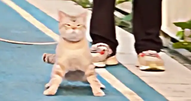 A woman walks around with a dog and meets an arrogant cat. Dog: Let's see Big Mimi