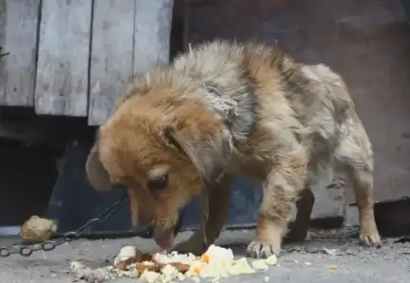 The dog went into the pot to eat rice and the owner caught him alive
