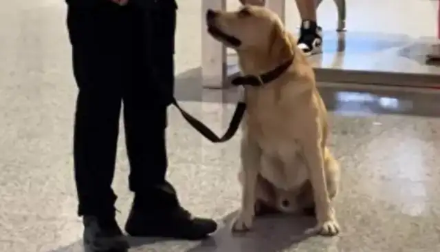 The dog can't hold up while he's on duty and is ashamed