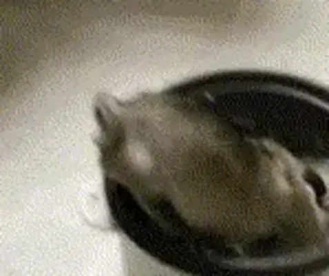 The dog went into the pot to eat rice and the owner caught him alive