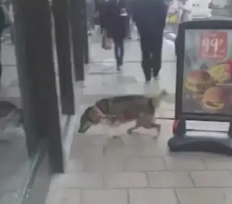 The young man took the dog out, put the dog on the billboards, and the picture below made everybody laugh