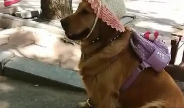 Dogs make a stand for the master, Net: You can sell a lot more money a day with a golden doggy