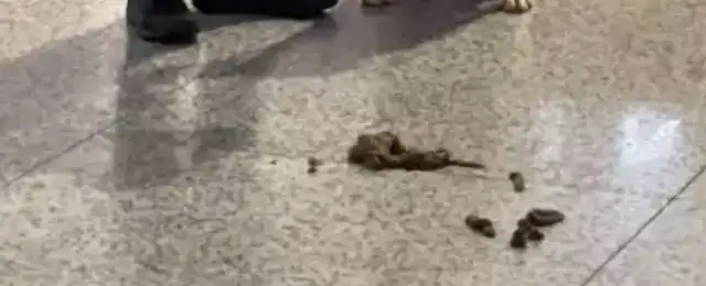 The dog can't hold up while he's on duty and is ashamed