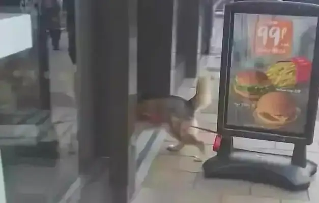 The young man took the dog out, put the dog on the billboards, and the picture below made everybody laugh