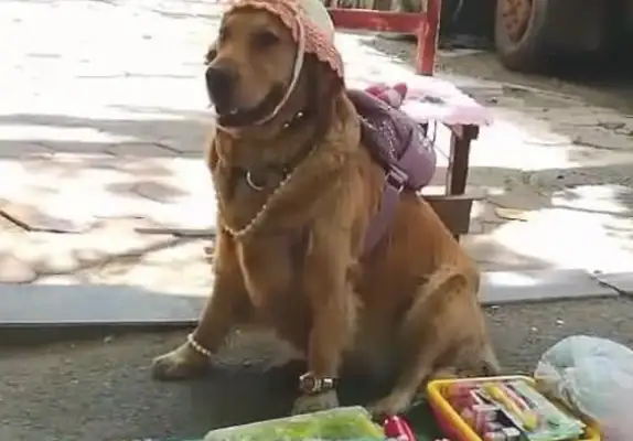 Dogs make a stand for the master, Net: You can sell a lot more money a day with a golden doggy
