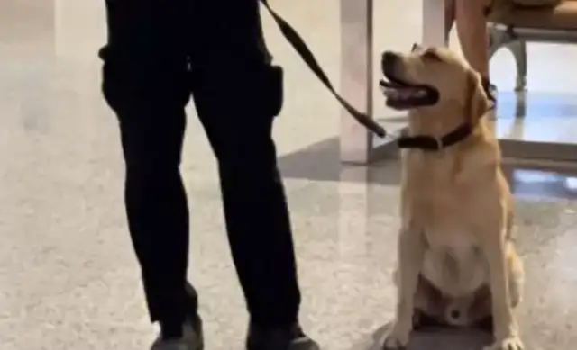 The dog can't hold up while he's on duty and is ashamed