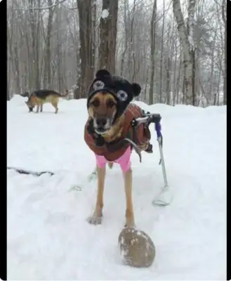 Women adopt six disabled dogs at the same time, only to keep love alive, and there's a healing power for disability