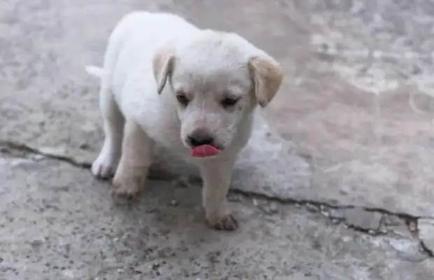 The baby dog who came to the door, saw his mom behind him, and he cried