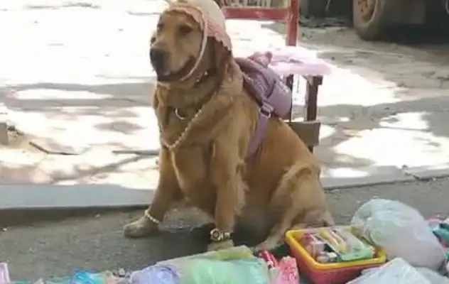 Dogs make a stand for the master, Net: You can sell a lot more money a day with a golden doggy