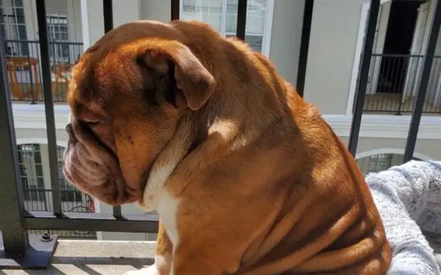 That's the way you treat a dog. He thinks you're gonna throw it away