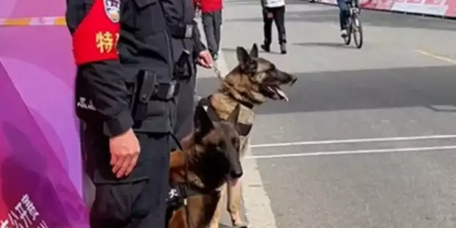 The dog can't hold up while he's on duty and is ashamed