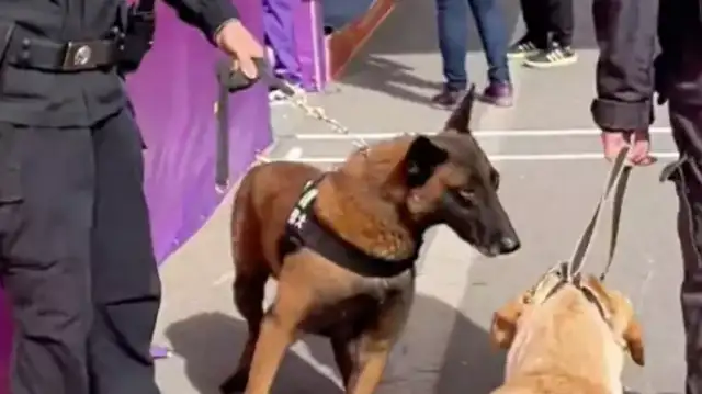 The dog can't hold up while he's on duty and is ashamed