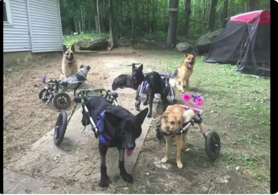 Women adopt six disabled dogs at the same time, only to keep love alive, and there's a healing power for disability