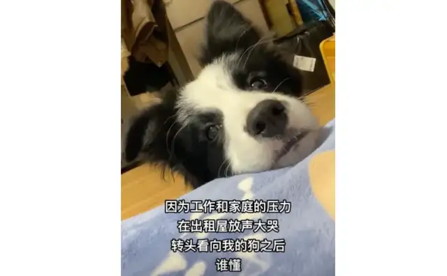 She lied to the dog and had no money. Let him find a nice family. Dog eats green: Mom, I better feed