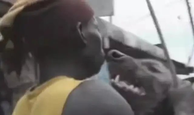The African hyena, which is far worse than hiding, bites up to 900 pounds, while African blacks become pets