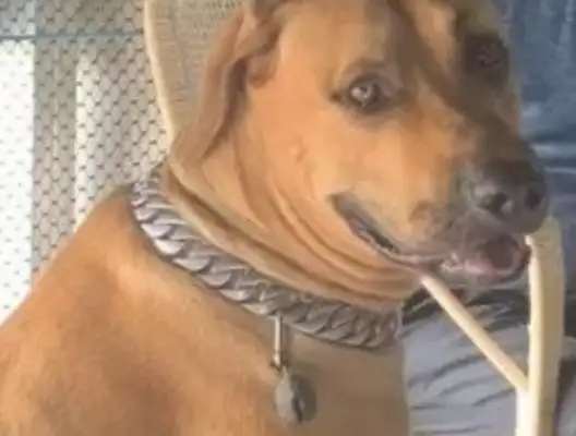 Relatives sent an antique big cow bell, but the dog put it on and turned it into a tiny bell