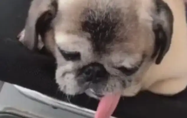 The dog is asleep and spitting his tongue at 20 centimeters. The master wants to play