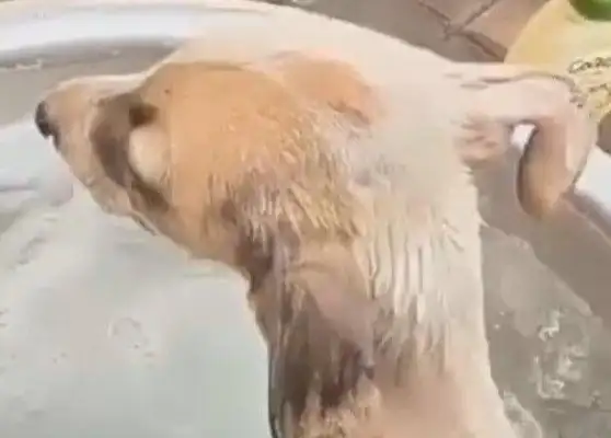 The dog was abandoned by the master, and fortunately helped to survive