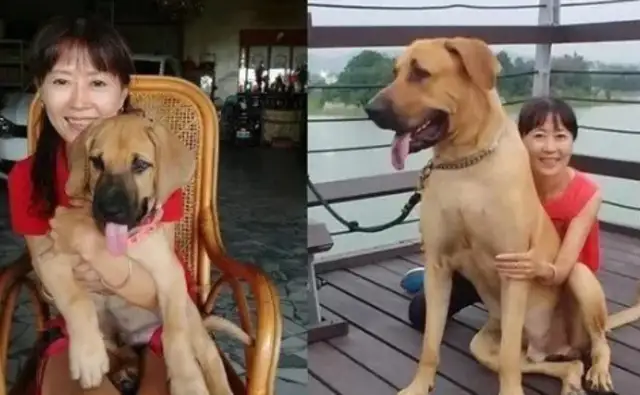Relatives sent an antique big cow bell, but the dog put it on and turned it into a tiny bell
