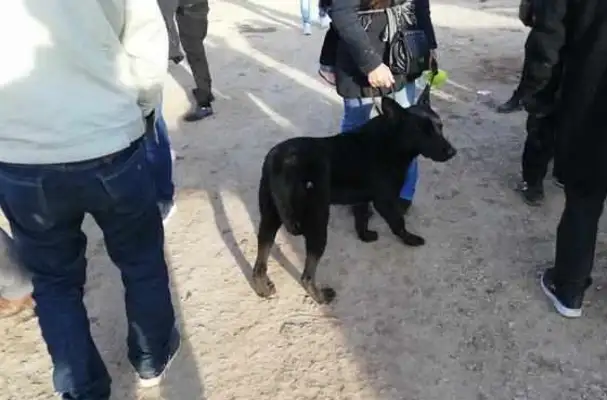 The buyer's already bought a black wolf dog, but he couldn't help himself
