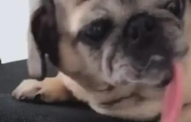 The dog is asleep and spitting his tongue at 20 centimeters. The master wants to play