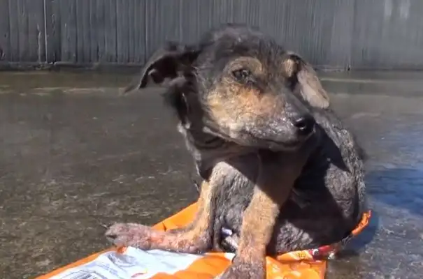 The dog was cut off and thrown into the river, and he was rescued and shed a moving tear