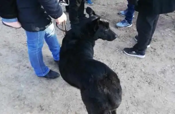 The buyer's already bought a black wolf dog, but he couldn't help himself