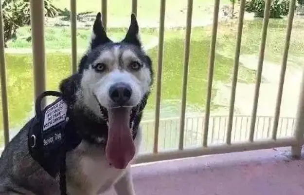 Smile, this two-hu is really a search dog