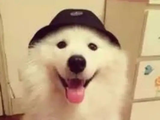 How can a dog eat healthy