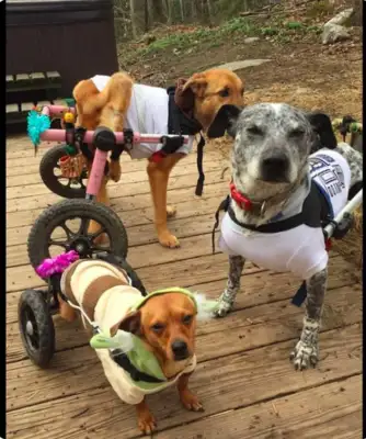 Women adopt six disabled dogs at the same time, only to keep love alive, and there's a healing power for disability