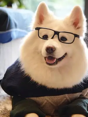 How can a dog eat healthy
