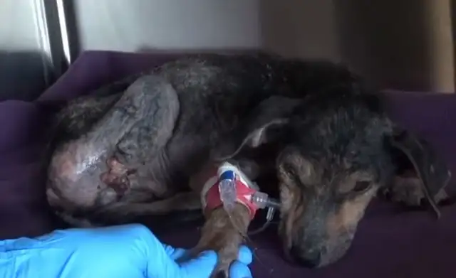 The dog was cut off and thrown into the river, and he was rescued and shed a moving tear