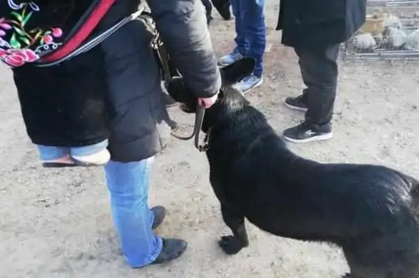 The buyer's already bought a black wolf dog, but he couldn't help himself