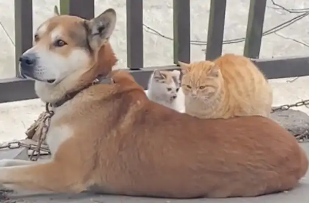 Two cats down on the dog! Dogs: extra blankets, cats: extra mats