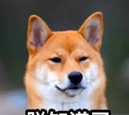 How can a dog eat healthy