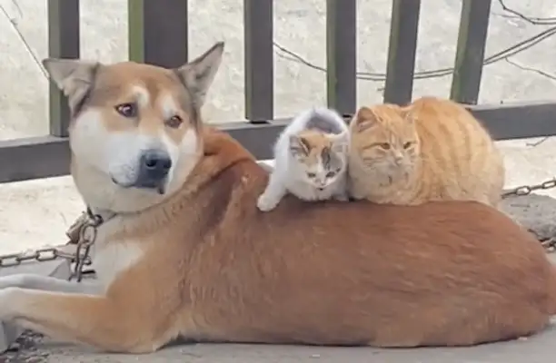 Two cats down on the dog! Dogs: extra blankets, cats: extra mats